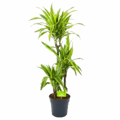 Dracaena Lemon Lime - Op Stam - Drakenbloedboom - P21 H100 - Kamerplant