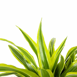Dracaena Lemon Lime - Op Stam - Drakenbloedboom - P21 H100 - Kamerplant -Elho Verkoop dracaena lemon lime op stam drakenbloedboom p21 h100 6 1