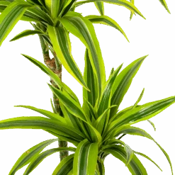 Dracaena Lemon Lime - Op Stam - Drakenbloedboom - P24 H150 - Kamerplant -Elho Verkoop dracaena lemon lime op stam drakenbloedboom p24 h150 5