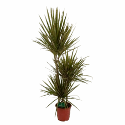 Dracaena Marginata Bicolor - Op Stam - Drakenbloedboom - P21 H125 - Kamerplant