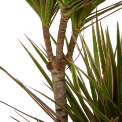 Dracaena Marginata Bicolor - Op Stam - Drakenbloedboom - P21 H125 - Kamerplant -Elho Verkoop dracaena marginata bicolor op stam drakenbloedboom p21 h125 4