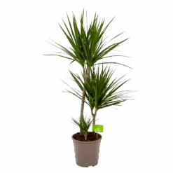 Dracaena Marginata Groen - Op Stam - Drakenbloedboom - P24 H120 - Kamerplant