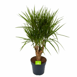 Dracaena Marginata Groen - Vertakt - Drakenbloedboom - P27 H120 - Kamerplant