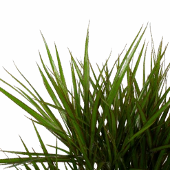 Dracaena Marginata Groen - Vertakt - Drakenbloedboom - P27 H120 - Kamerplant -Elho Verkoop dracaena marginata groen vertakt drakenbloedboom p27 h120 6 3