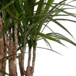 Dracaena Marginata Groen - Vertakt - Drakenbloedboom - P30 H140 - Kamerplant -Elho Verkoop dracaena marginata groen vertakt drakenbloedboom p30 h140 6