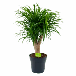 Dracaena Reflexa Anita - Enkele Stam - Drakenbloedboom - P21 H80 - Kamerplant