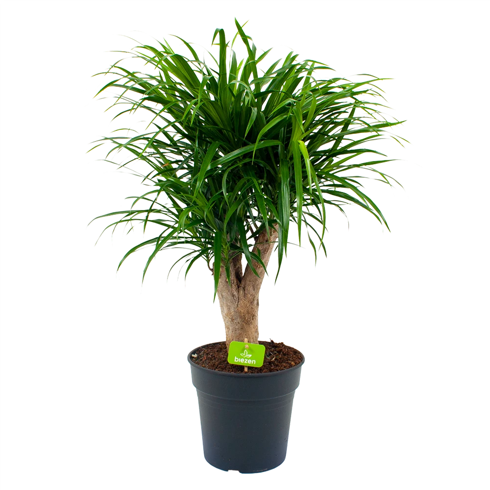 Dracaena Reflexa Anita - Enkele Stam - Drakenbloedboom - P21 H80 - Kamerplant 1 Dracaena Reflexa Anita - Enkele Stam - Drakenbloedboom - P21 H80 - Kamerplant