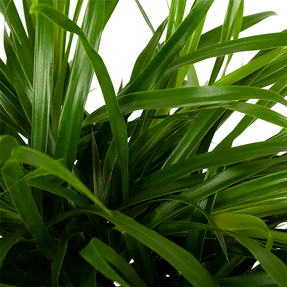 Dracaena Reflexa Anita - Enkele Stam - Drakenbloedboom - P21 H80 - Kamerplant 2 Dracaena Reflexa Anita - Enkele Stam - Drakenbloedboom - P21 H80 - Kamerplant - Afbeelding 2