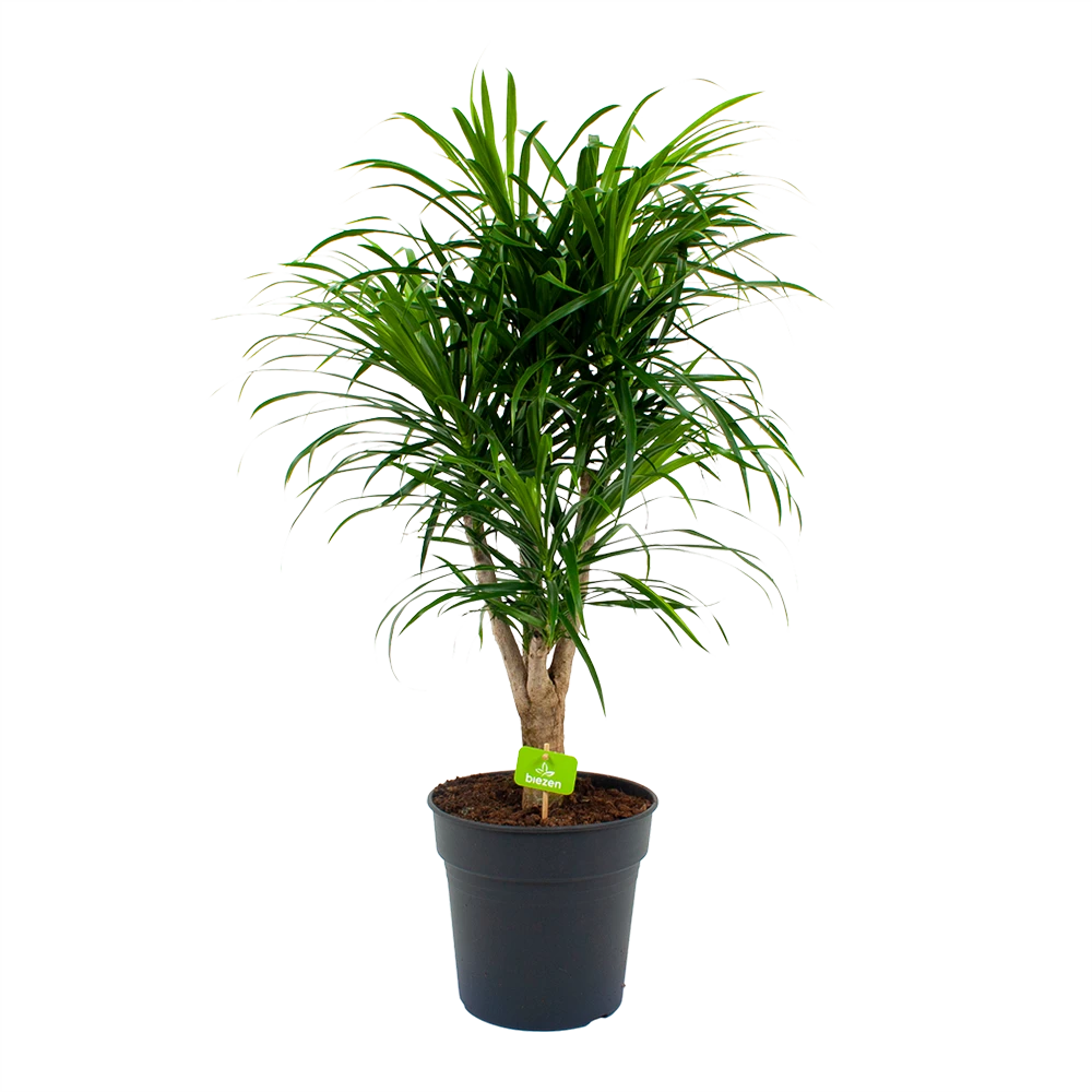 Dracaena Reflexa Anita - Enkele Stam - Drakenbloedboom-p24 H110 - Kamerplant 1 Dracaena Reflexa Anita - Enkele Stam - Drakenbloedboom-p24 H110 - Kamerplant