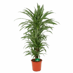 Dracaena Warneckei - Vertakt - Drakenbloedboom - P24 H110 - Kamerplant