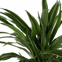 Dracaena Warneckei - Vertakt - Drakenbloedboom - P24 H110 - Kamerplant -Elho Verkoop dracaena warneckei vertakt drakenbloedboom p24 h110 kamerplant 4