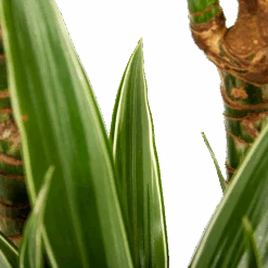 Dracaena White Stripe - Op Stam - Drakenbloedboom - P24 H150 - Kamerplant -Elho Verkoop dracaena white stripe op stam drakenbloedboom p24 h150 6 1