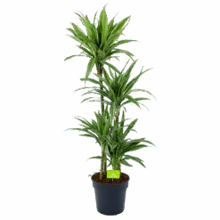Dracaena White Stripe - Op Stam - Drakenbloedboom - P27 H150 - Kamerplant