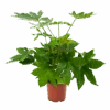 Fatsia Japonica - Vingerplant - P19 H60 - Kamerplant