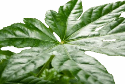 Fatsia Japonica - Vingerplant - P19 H60 - Kamerplant -Elho Verkoop fatsia japonica vingerplant p19 h60 5