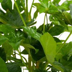 Fatsia Japonica - Vingerplant - P19 H60 - Kamerplant -Elho Verkoop fatsia japonica vingerplant p19 h60 6