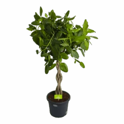 Ficus Benghalensis Audrey Op Gevlochten Stam - Groene Vijg - P40 H175 - Kamerplant