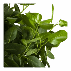 Ficus Benghalensis Audrey Op Gevlochten Stam - Groene Vijg - P40 H175 - Kamerplant -Elho Verkoop ficus benghalensis audrey op gevlochten stam groene vijg p40 h175 4