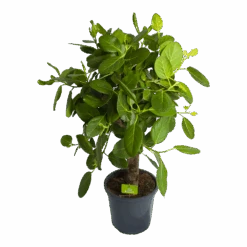 Ficus Benghalensis Audrey Op Stam - Groene Vijg - P31 H120 - Kamerplant