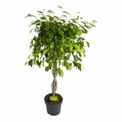 Ficus Benjamina Exotica Op Gevlochten Stam - Treurvijg - P24 H100 - Kamerplant