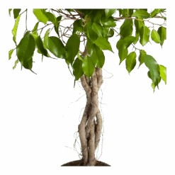 Ficus Benjamina Exotica Op Gevlochten Stam - Treurvijg - P24 H100 - Kamerplant -Elho Verkoop ficus benjamina exotica op gevlochten stam treurvijg p24 h100 3