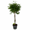 Ficus Benjamina Exotica Op Gevlochten Stam - Treurvijg - P27 H140 - Kamerplant