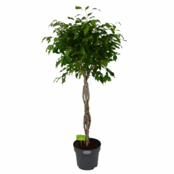 Ficus Benjamina Exotica Op Gevlochten Stam - Treurvijg - P27 H140 - Kamerplant