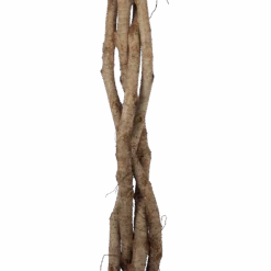 Ficus Benjamina Exotica Op Gevlochten Stam - Treurvijg - P27 H140 - Kamerplant 6 Ficus Benjamina Exotica Op Gevlochten Stam - Treurvijg - P27 H140 - Kamerplant -Elho Verkoop ficus benjamina exotica op gevlochten stam treurvijg p27 h140 6