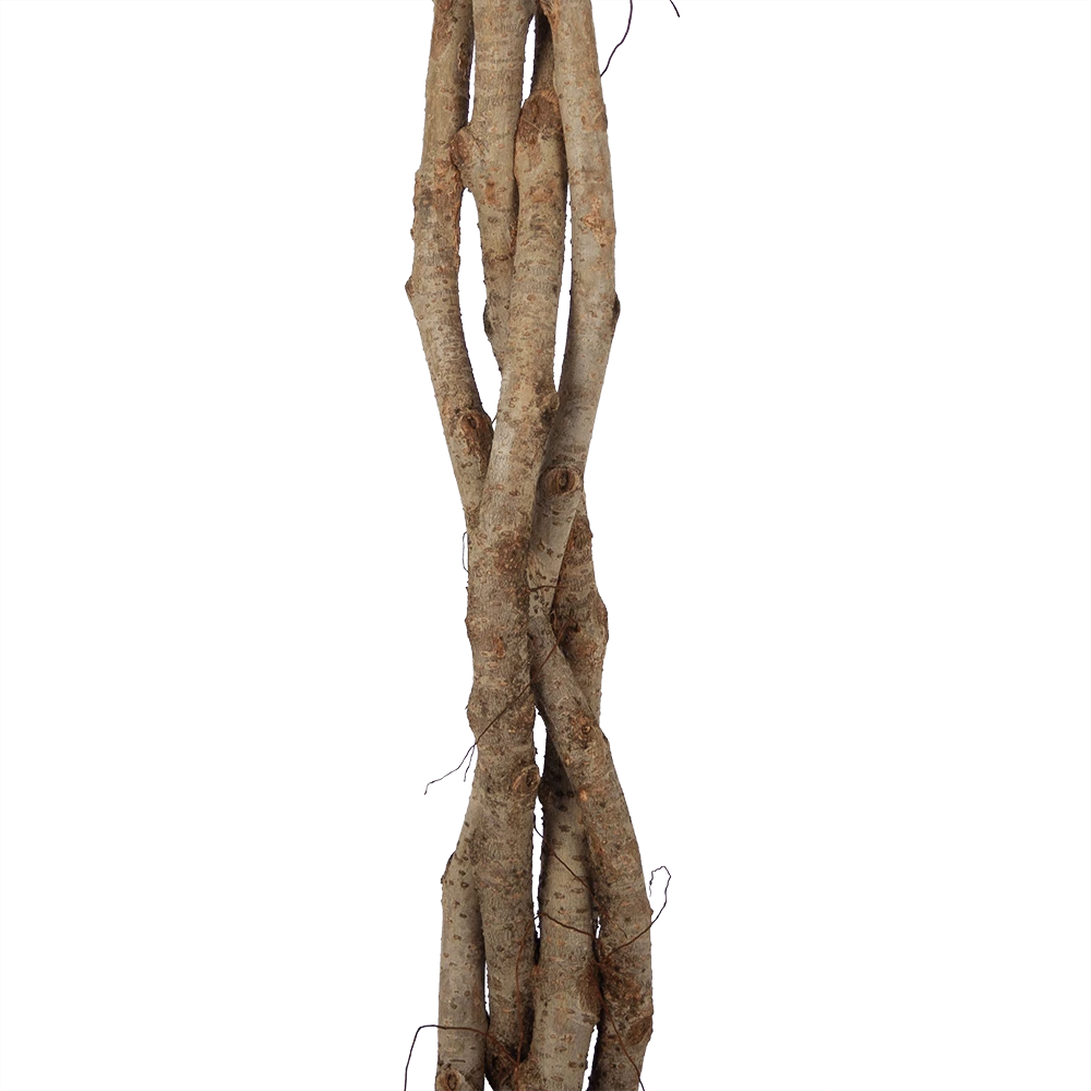 Ficus Benjamina Exotica Op Gevlochten Stam - Treurvijg - P27 H140 - Kamerplant 3 Ficus Benjamina Exotica Op Gevlochten Stam - Treurvijg - P27 H140 - Kamerplant - Afbeelding 3