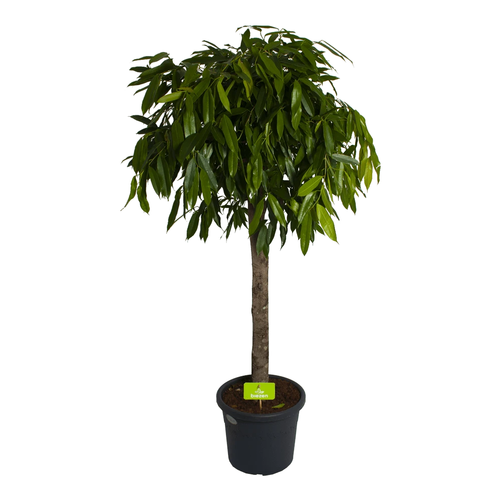 Ficus Binnendijkii Amstel King Op Stam - Treurvijg - P40 H170 - Kamerplant 1 Ficus Binnendijkii Amstel King Op Stam - Treurvijg - P40 H170 - Kamerplant