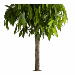 Ficus Binnendijkii Amstel King Op Stam - Treurvijg - P40 H170 - Kamerplant 6 Ficus Binnendijkii Amstel King Op Stam - Treurvijg - P40 H170 - Kamerplant -Elho Verkoop ficus binnendijkii amstel king op stam treurvijg p40 h170 4