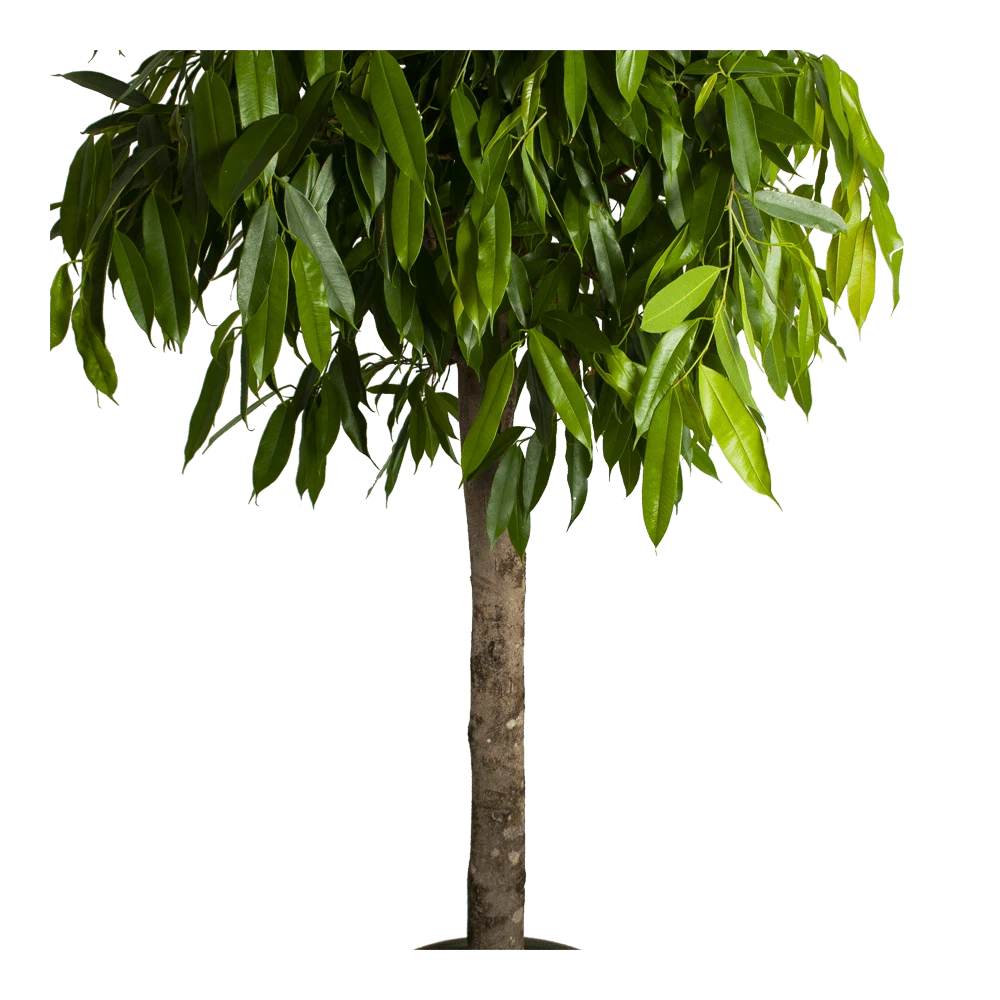 Ficus Binnendijkii Amstel King Op Stam - Treurvijg - P40 H170 - Kamerplant 3 Ficus Binnendijkii Amstel King Op Stam - Treurvijg - P40 H170 - Kamerplant - Afbeelding 3