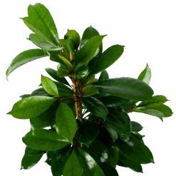 Ficus Cyathistipula - Groene Vijg - Toef - P21 H105 - Kamerplant -Elho Verkoop ficus cyathistipula groene vijg toef p21 h105 6 1