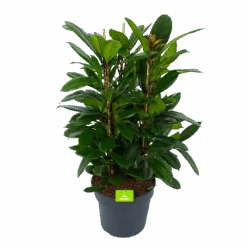 Ficus Cyathistipula - Groene Vijg - Toef - P34 H120 - Kamerplant