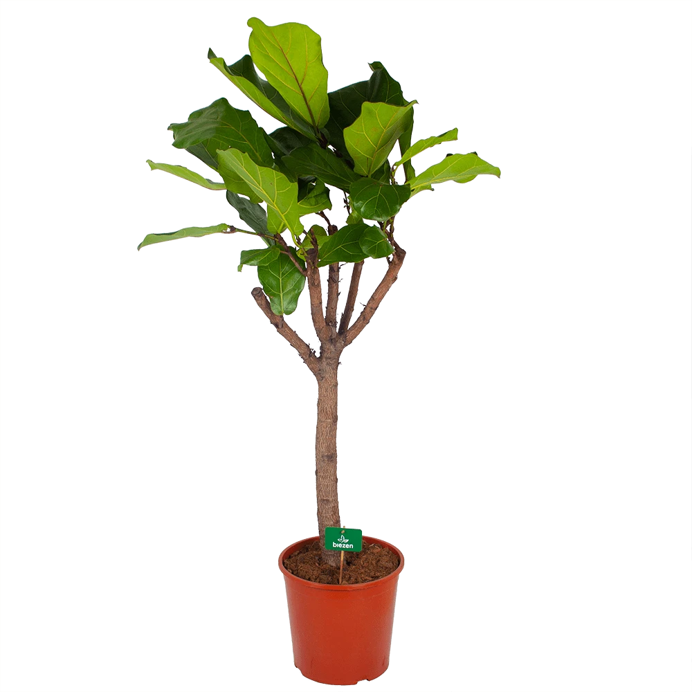 Ficus Lyrata Op Stam - Tabaksplant - P30 H150 - Kamerplant 1 Ficus Lyrata Op Stam - Tabaksplant - P30 H150 - Kamerplant