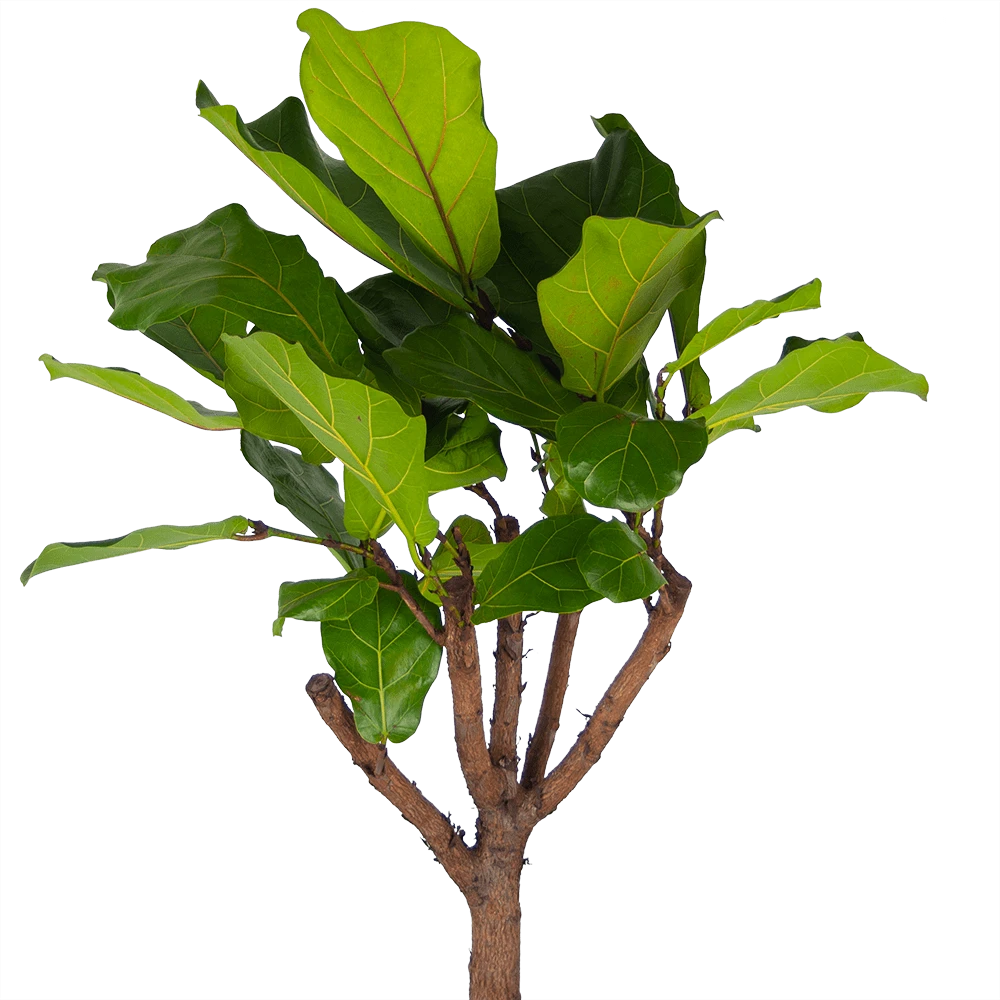 Ficus Lyrata Op Stam - Tabaksplant - P30 H150 - Kamerplant 2 Ficus Lyrata Op Stam - Tabaksplant - P30 H150 - Kamerplant - Afbeelding 2