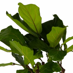 Ficus Lyrata Op Stam - Tabaksplant - P30 H150 - Kamerplant 6 Ficus Lyrata Op Stam - Tabaksplant - P30 H150 - Kamerplant -Elho Verkoop ficus lyrata op stam tabaksplant p30 h150 kamerplant 4