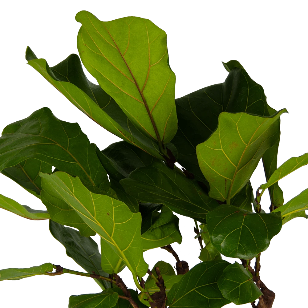 Ficus Lyrata Op Stam - Tabaksplant - P30 H150 - Kamerplant 3 Ficus Lyrata Op Stam - Tabaksplant - P30 H150 - Kamerplant - Afbeelding 3