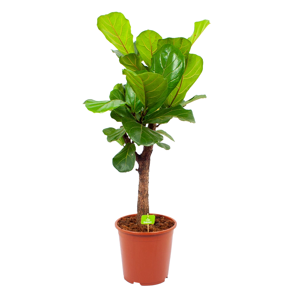 Ficus Lyrata Vertakt - Tabaksplant - P27 H110 - Kamerplant 1 Ficus Lyrata Vertakt - Tabaksplant - P27 H110 - Kamerplant