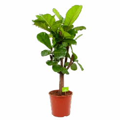 Ficus Lyrata Vertakt - Tabaksplant - P30 H130 - Kamerplant
