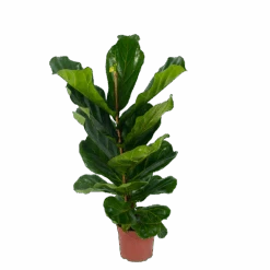 Ficus Lyrata - Tabaksplant - Toef - P17 H90 - Kamerplant