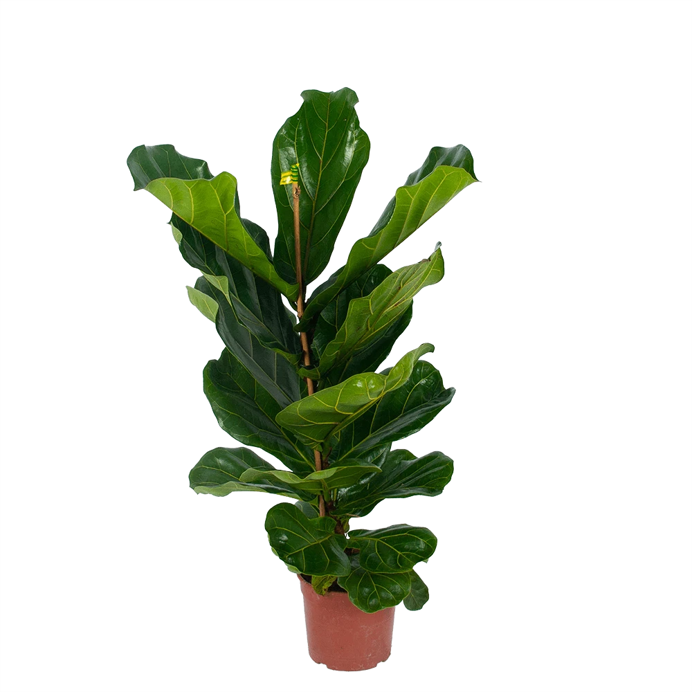 Ficus Lyrata - Tabaksplant - Toef - P17 H90 - Kamerplant 1 Ficus Lyrata - Tabaksplant - Toef - P17 H90 - Kamerplant