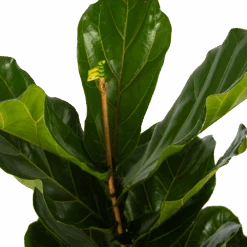 Ficus Lyrata - Tabaksplant - Toef - P17 H90 - Kamerplant 6 Ficus Lyrata - Tabaksplant - Toef - P17 H90 - Kamerplant -Elho Verkoop ficus lyrata tabaksplant toef p17 h90 5