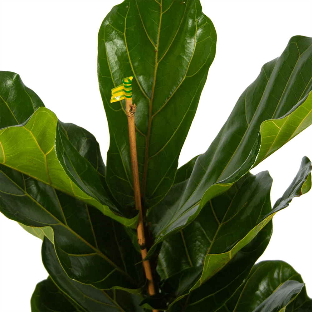 Ficus Lyrata - Tabaksplant - Toef - P17 H90 - Kamerplant 3 Ficus Lyrata - Tabaksplant - Toef - P17 H90 - Kamerplant - Afbeelding 3