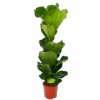 Ficus Lyrata - Tabaksplant - Toef - P21 H90 - Kamerplant