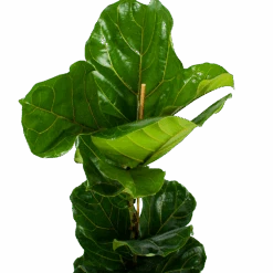 Ficus Lyrata - Tabaksplant - Toef - P21 H90 - Kamerplant 6 Ficus Lyrata - Tabaksplant - Toef - P21 H90 - Kamerplant -Elho Verkoop ficus lyrata tabaksplant toef p21 h90 6 1