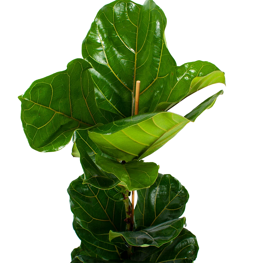 Ficus Lyrata - Tabaksplant - Toef - P21 H90 - Kamerplant 3 Ficus Lyrata - Tabaksplant - Toef - P21 H90 - Kamerplant - Afbeelding 3