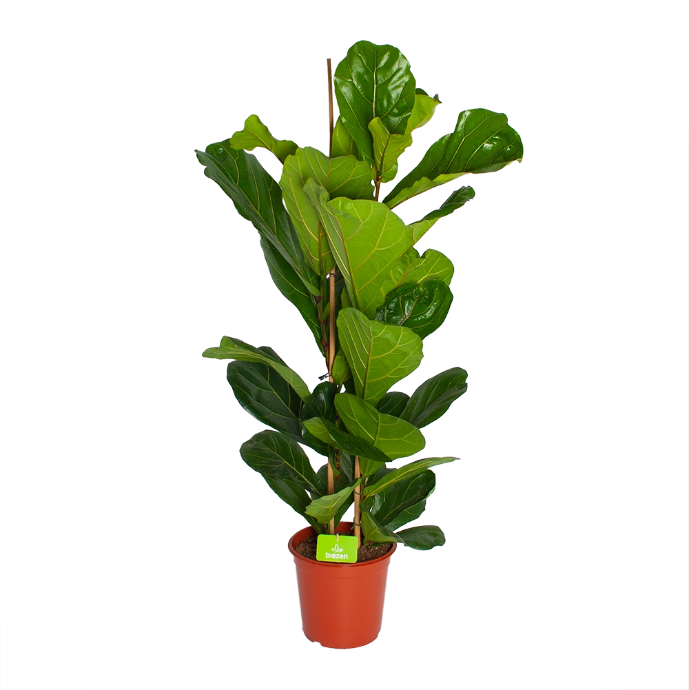 Ficus Lyrata - Tabaksplant - Toef - P24 H120 - Kamerplant 1 Ficus Lyrata - Tabaksplant - Toef - P24 H120 - Kamerplant
