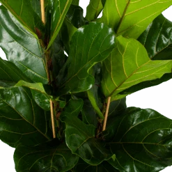 Ficus Lyrata - Tabaksplant - Toef - P34 H120 - Kamerplant -Elho Verkoop ficus lyrata tabaksplant toef p34 h120 5 3