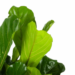 Ficus Lyrata - Tabaksplant - Toef - P34 H120 - Kamerplant -Elho Verkoop ficus lyrata tabaksplant toef p34 h120 6 3